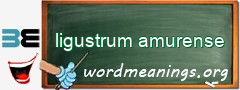 WordMeaning blackboard for ligustrum amurense